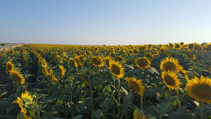 Obraz premium young sunflowers of thrace