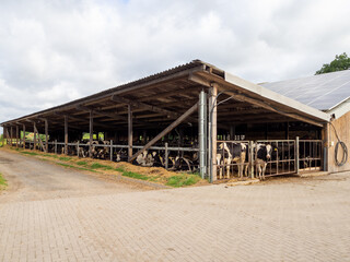 black and white cows stand side by side in a cowshed and eat feed