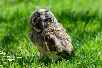 Portrait of a little eared owl on a background of green grass
