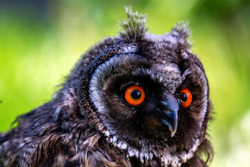 Portrait of a little eared owl on a background of green grass