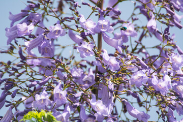 jacaranda