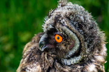 Portrait of a little eared owl on a background of green grass