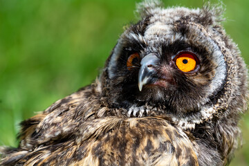 Portrait of a little eared owl on a background of green grass