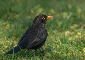 Amsel auf der Wiese