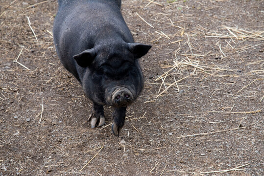 38 Best Cochon Noir Images Stock Photos Vectors Adobe Stock