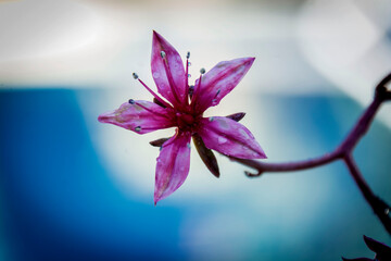 purple flower background