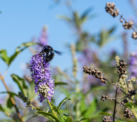 bumble bee on lavender