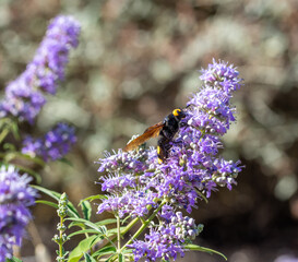 Huge female hornet (Scolia flavifrons), with its characteristic yellow spots, among lavender flowers