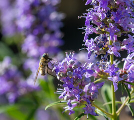 Diptero perched on lavender flowers