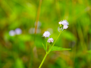 Obraz premium cloue up grass flower with green background for texture