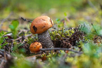 Large mushrooms in the forest