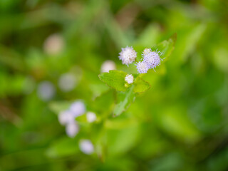 cloue up grass flower with green background for texture