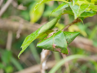 Oecophylla smaragdina, Red ant 's nest with leaf on tree