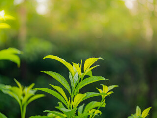 Close up nature green leaves and bokeh background  with copy space. natural green plants landscape, ecology, fresh wallpaper concept.