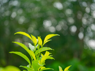 Close up nature green leaves and bokeh background  with copy space. natural green plants landscape, ecology, fresh wallpaper concept.