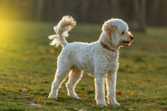 White poodle dog at sunset.