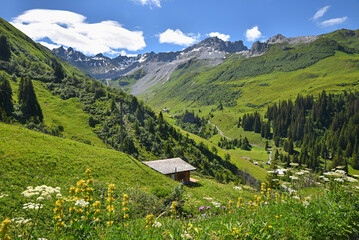 Wildblumenwiese mit Aussicht ins Gafiental bei St. Antönien, Graubünden Schweiz
