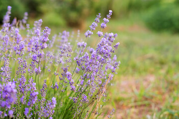 Fototapeta premium Lavender flowers, soft focus. Field of lavender, Lavandula angustifolia, Lavandula officinalis. Aromatherapy, nature cosmetics, ingredients and herbs for eco products.