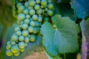 Green Grapes
