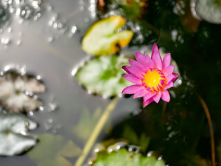 Purple Water Lily, Lotus flower blossom , close up..