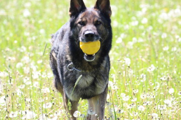 Deutscher Schäferhund Malinois Löwenzahn Pusteblumen Wiese hohes Gras Frühling reinrassig Hund...