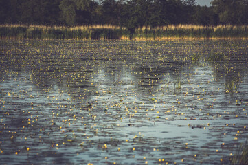 Jezioro zarośnięte kwitnącymi kaczeńcami  liliami wodnymi