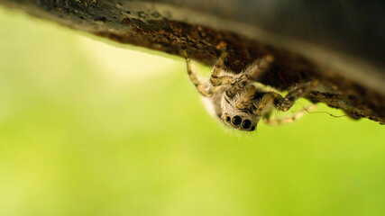 little cute curious spider sits on a metal handrail, selective focus image

A