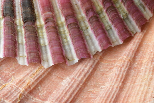 Details von zwei verschiedene Muscheln die übereinander gestapelt sind. Die obere Muschel Schalle hat dunkel rote und weiße Streifen, die untere nur Relief Streifen in die Lachs Farbe. 