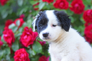 white puppy with black spots on a background of red roses. puppy portrait