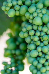 Green Grapes