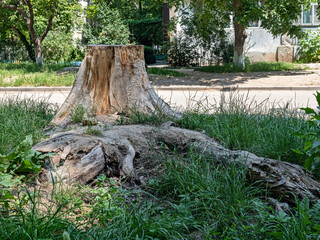 Fototapeta na wymiar A Hemp Formed from A Saw Cut of an Old Tree