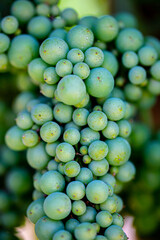 Green Grapes