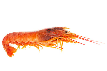 One raw shrimp langostino