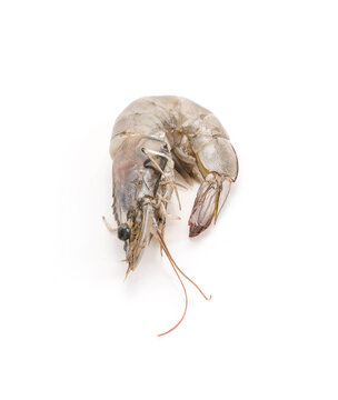 fresh shrimp/prawn