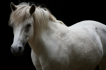 Close-up of a white horse isolated on black background