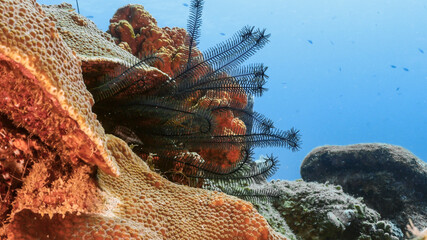 Seascape of coral reef in Caribbean Sea / Curacao with coral, sponge and Crinoid