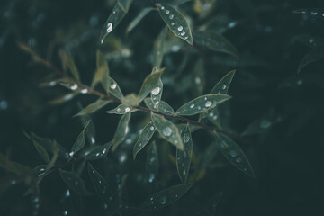 rain drops in close-up on the leaves of the plant