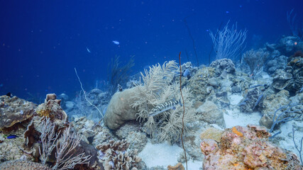 Seascape in turquoise water of coral reef in Caribbean Sea / Curacao with Barracuda, coral and sponge