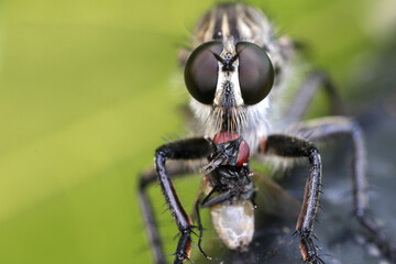 A robberfly (Asilidae sp) is preying on a small insect.