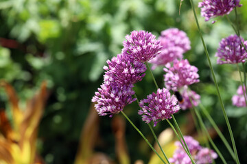 Obraz premium purple flowers in the garden