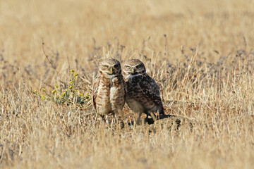 Burrowing Owl
