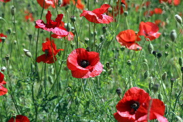 field of red poppies, countryside
