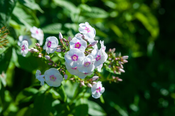 White phlox. Inflorescences of phlox paniculata. Decorative floral background.
