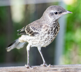 female house sparrow