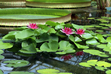 blooming lotus in the water, natural background