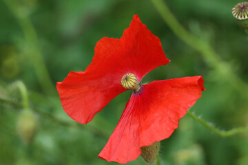 red poppy on green background