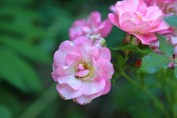 Pink Rose shrub with flowers in Summer season.