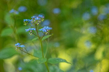 Brunnera macrophylla or siberian bugloss or great forget-me-not or largeleaf brunnera or heartleaf jack frost green plant with blue little flowers on yellow background