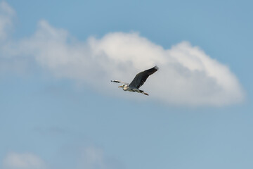 A Great Blue Heron Flying. A beautifully large wading bird flying high through the sky.