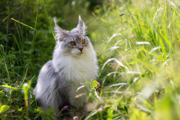 Naklejka na ściany i meble Young Maine Coon cat walks outdoor in the summer in the village. Beautiful silver-colored kitten is 6 months old. Soft sunlight shines on the green grass. Cat has large eyes, ears and tassels on ears